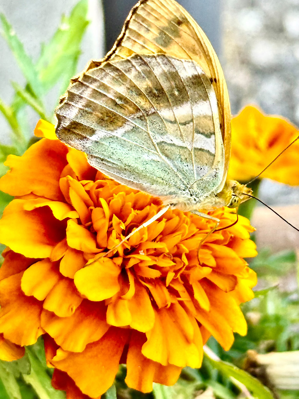 Papillon